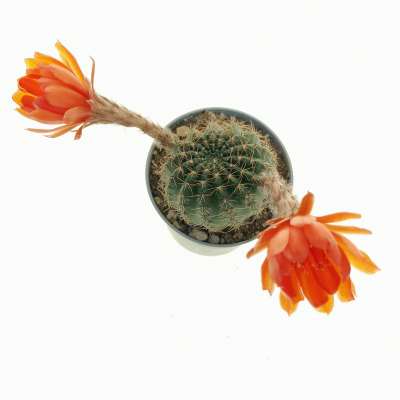 Lobivia amblayensis (orange flower) - Giromagi