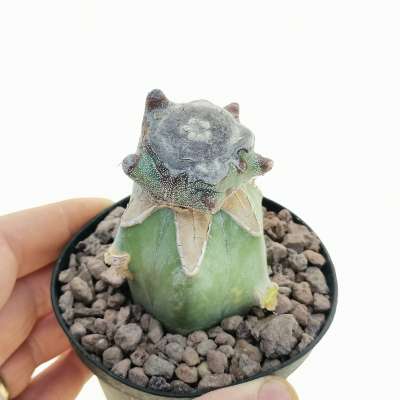 Astrophytum myriostigma cv. Kikko blind form