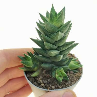 Haworthia cassytha