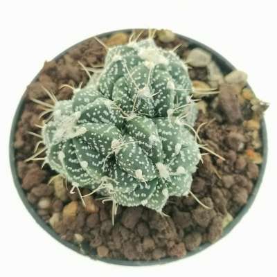 Astrophytum asterias hybrid f. prolifera (A. asterias x A. senilis aureum) (CITES) - Giromagi