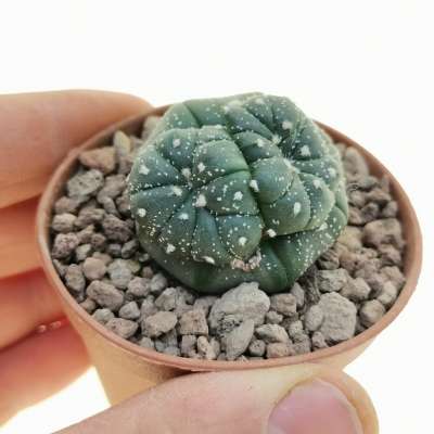 Astrophytum asterias hybrid f. prolifera (CITES)