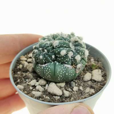Astrophytum asterias hybrid f. mostruosa prolifera (CITES)