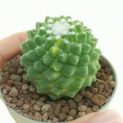 Mammillaria polythele cv. Stachellos f. variegata