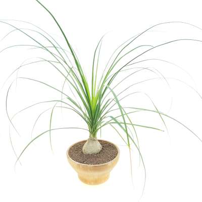 Nolina recurvata 21 cm.  Ruscaceae - Giromagi vendita piante grasse