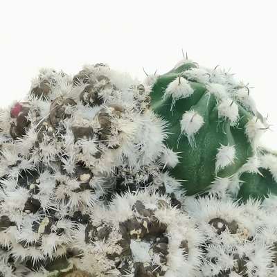 Echinopsis subdenudata cv. Fuzzy Navel f. mostruosa prolifera - Giromagi