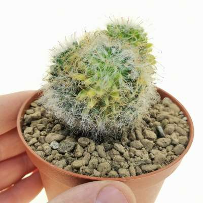 Mammillaria bocasana ssp. eschauzieri f. variegata