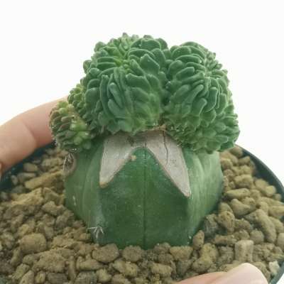 Echinofossulocactus inermis 'Sperm cactus'