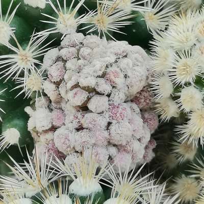 Mammillaria gracilis cv. Arizona Snow Clone A f. mostruosa - Giromagi