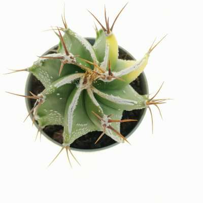 Astrophytum ornatum cv. Haku-jo f. variegata - Giromagi