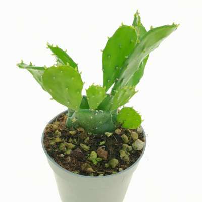Opuntia brasiliensis - Giromagi