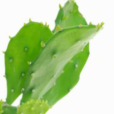 Opuntia brasiliensis - Giromagi