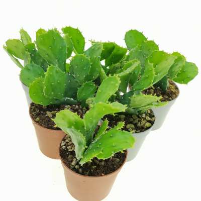 Opuntia brasiliensis - Giromagi