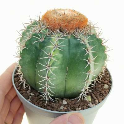 Melocactus matanzanus f. variegata