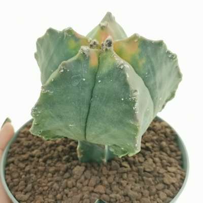Astrophytum myriostigma cv. Kikko Koh-yo nudum f. variegata