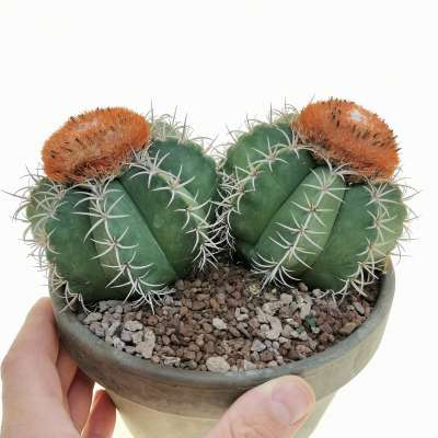 Melocactus matanzanus
