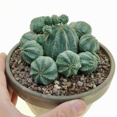 Euphorbia infausta