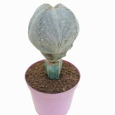 Astrophytum myriostigma cv. Onzuka Ball form V-type - Giromagi