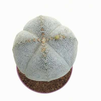 Astrophytum myriostigma cv. Onzuka Ball form V-type - Giromagi