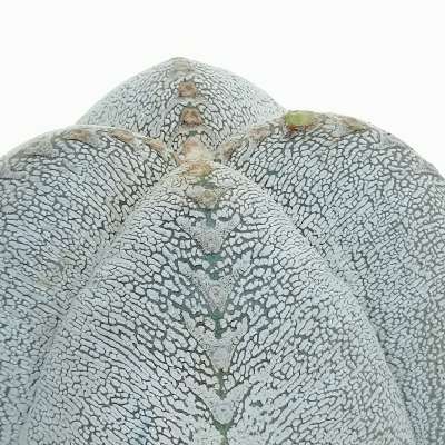 Astrophytum myriostigma cv. Onzuka Ball form V-type - Giromagi