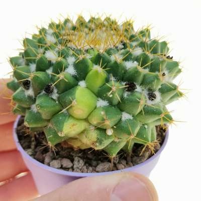 Mammillaria marksiana f. variegata