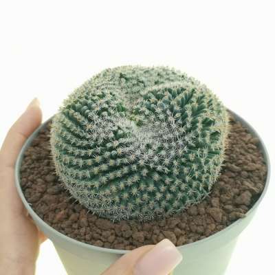 Mammillaria formosa subs. microthele var. superfina