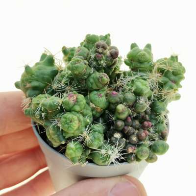 Mammillaria bocasana cv. Fred f. mostruosa