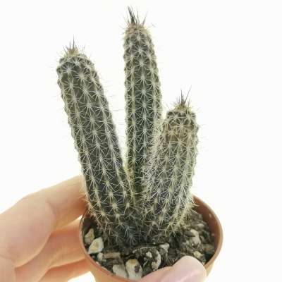 Echinopsis mirabilis