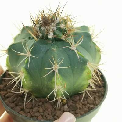 Melocactus curvispinus f. mostruosa prolifera