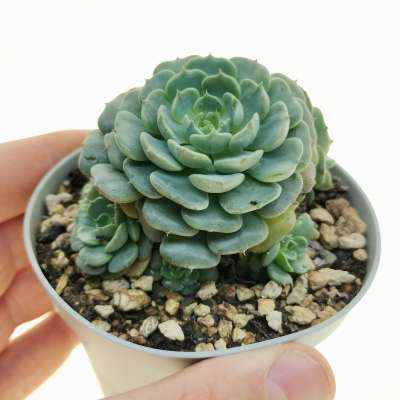 Echeveria minima