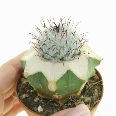 Mammillaria Perezdelarosae