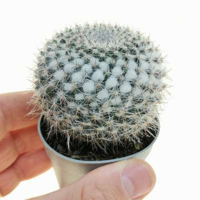 Mammillaria saetigera