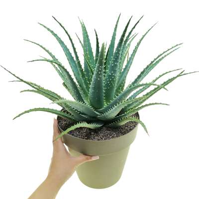 Aloe spinosissima