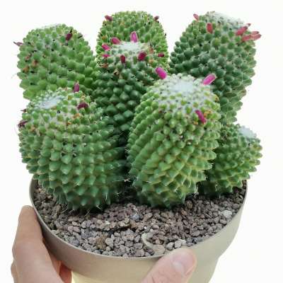 Mammillaria polythele cv. Stachellos