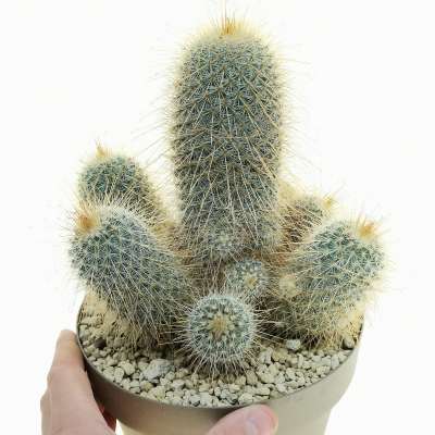 Mammillaria magnifica