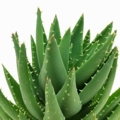 Aloe mitriformis - Giromagi