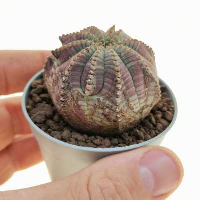 Euphorbia obesa (rare form)