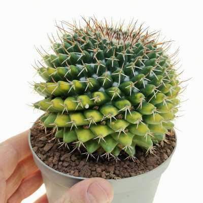 Mammillaria magnimamma f. variegata