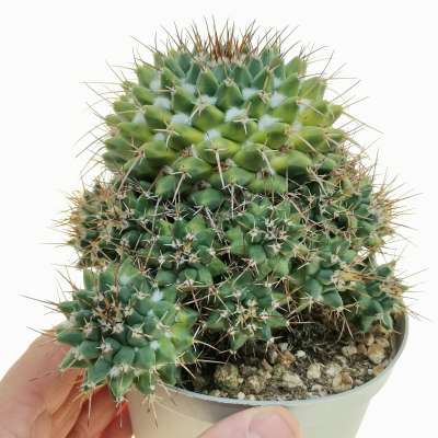 Mammillaria magnimamma f. variegata
