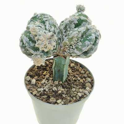 Astrophytum myriostigma cv. Haku-jo Hakuun f. dicotomica - Giromagi