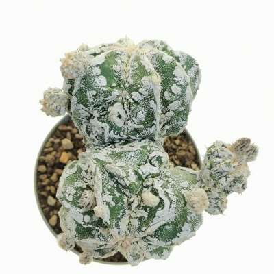 Astrophytum myriostigma cv. Haku-jo Hakuun f. dicotomica - Giromagi
