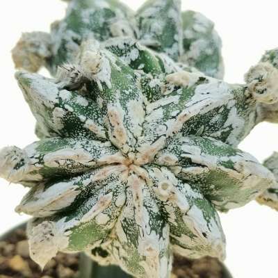 Astrophytum myriostigma cv. Haku-jo Hakuun f. dicotomica - Giromagi
