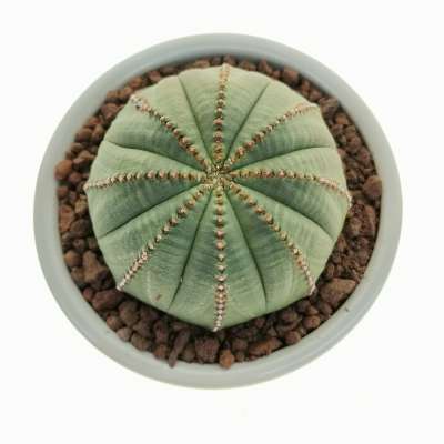 Pianta di 'Euphorbia obesa' in vaso design di ceramica - Giromagi