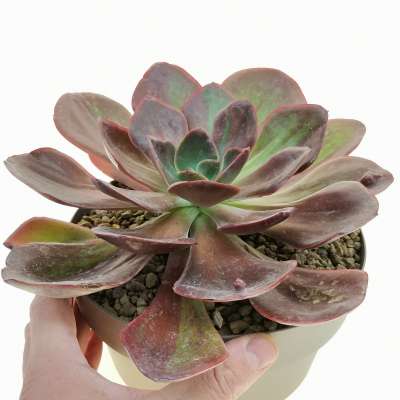Echeveria goiabinha f. variegata
