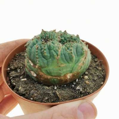 Euphorbia obesa cv. Rocky Mountain f. crestata dicotomica (Rare form)