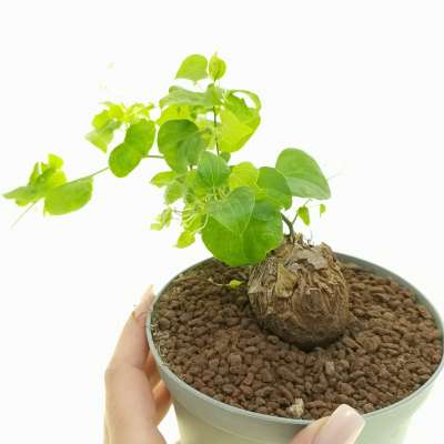 Testudinaria (dioscorea) elephantipes