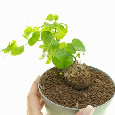 Testudinaria (dioscorea) elephantipes | Giromagi.com