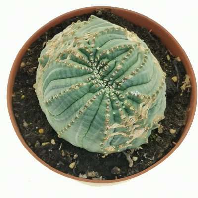 Euphorbia obesa cv. Rocky Mountain f. crestata (Rare form) - Giromagi