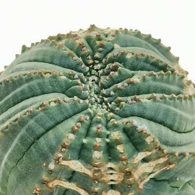 Euphorbia obesa cv. Rocky Mountain f. crestata (Rare form) - Giromagi