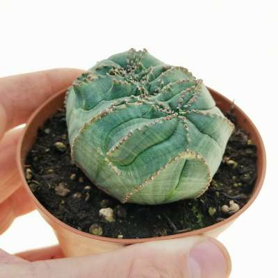 Euphorbia obesa 'Tiger form' f. crestata (Rare form)