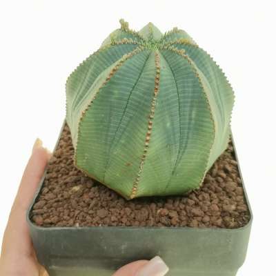 Euphorbia obesa